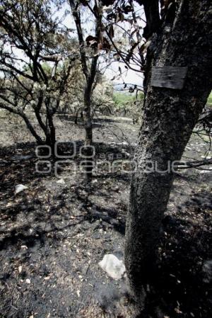 BOSQUE LA CALERA. INCENDIOS