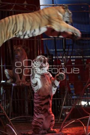 CIRCO ATAYDE. ESPECTÁCULOS. TIGRES