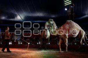 CIRCO ATAYDE. ESPECTÁCULOS. CAMELLOS