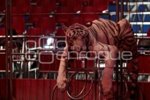 CIRCO ATAYDE. ESPECTÁCULOS. TIGRES