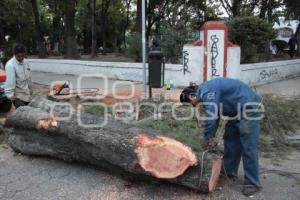 PODA DE ÁRBOLES. PARQUE DE LOS ENAMORADOS