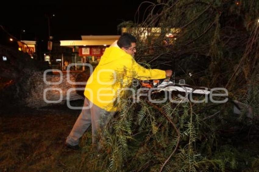 CAIDA DE ARBOLES POR FUERTE LLUVIA