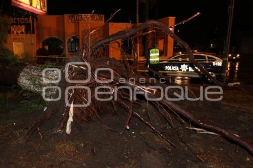 CAIDA DE ARBOLES POR FUERTE LLUVIA