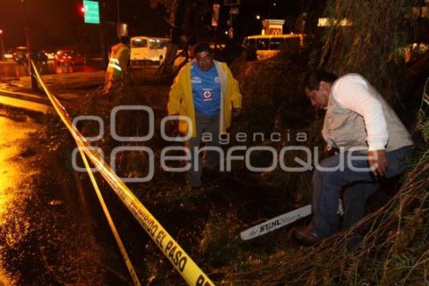 CAIDA DE ARBOLES POR FUERTES LLUVIAS