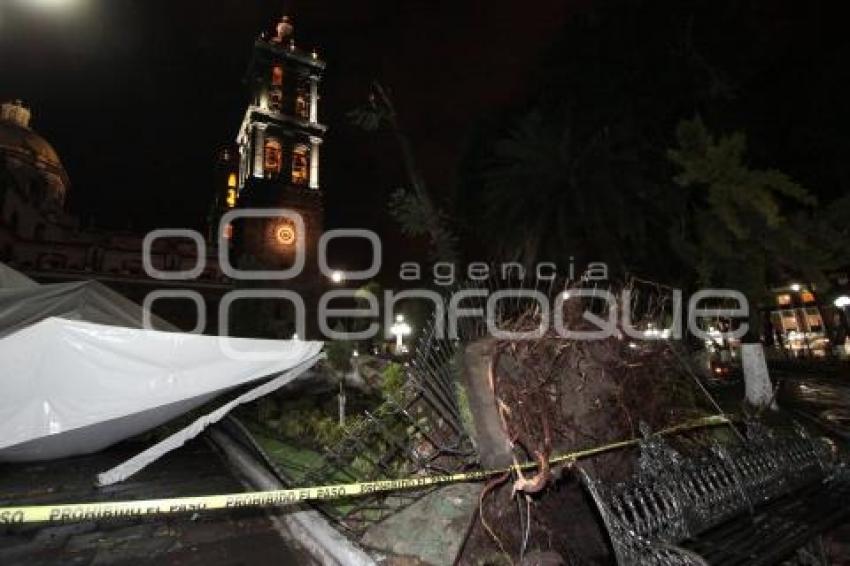 ÁRBOL CAÍDO. LLUVIA. ZÓCALO