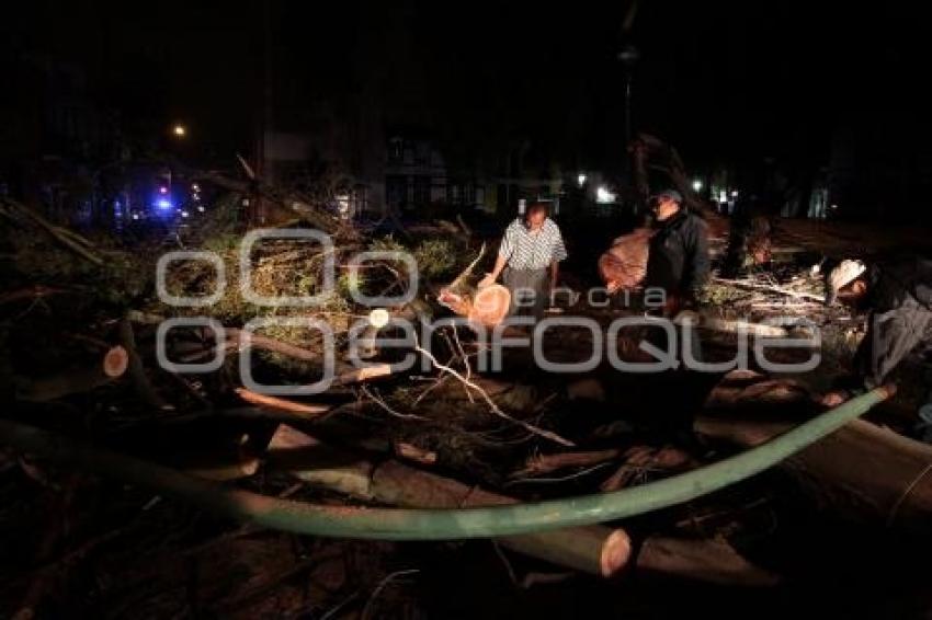 ÁRBOL CAÍDO. LLUVIA. PASEO BRAVO