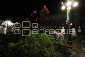 ÁRBOL CAÍDO. LLUVIA. ZÓCALO