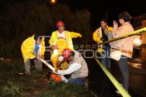 CAIDA DE ARBOLES POR FUERTES LLUVIAS