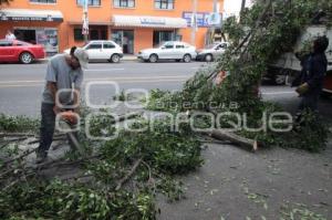 CORTE DE RAMAS. 31 PONIENTE