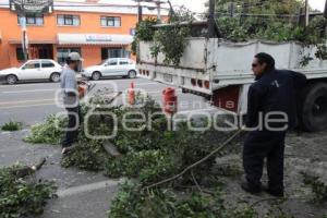 CORTE DE RAMAS. 31 PONIENTE