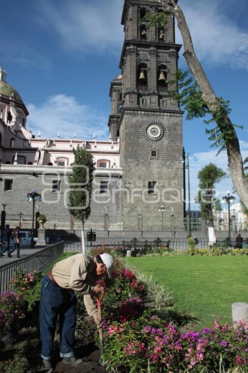 SIEMBRA DE FLORES. ZÓCALO