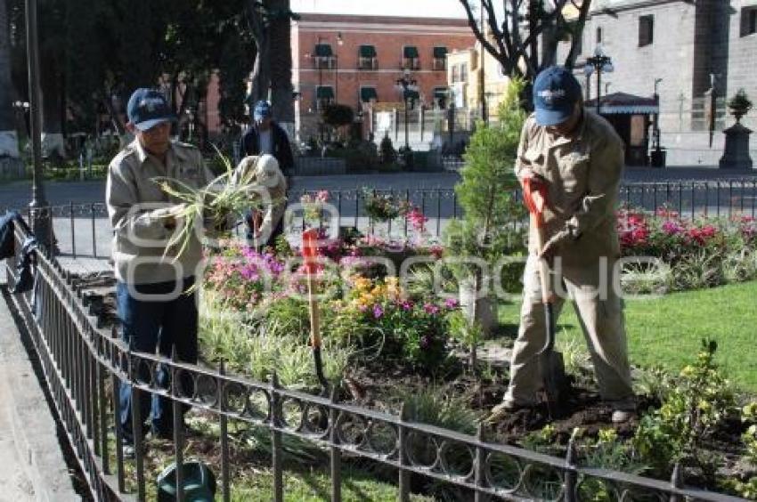 SIEMBRA DE FLORES. ZÓCALO