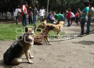 ADOPTA UNA MASCOTA