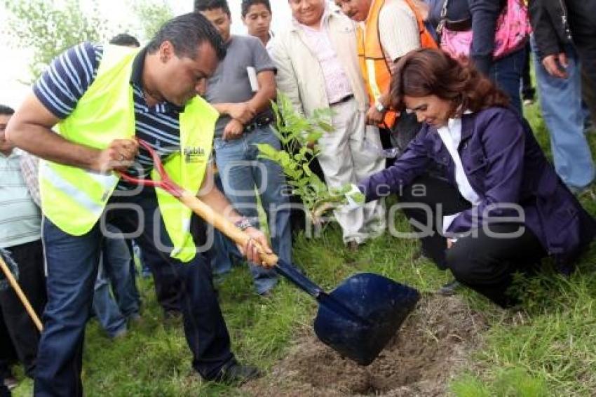 LIMPIEZA REFORESTACIÓN ANILLO PERIFERICO