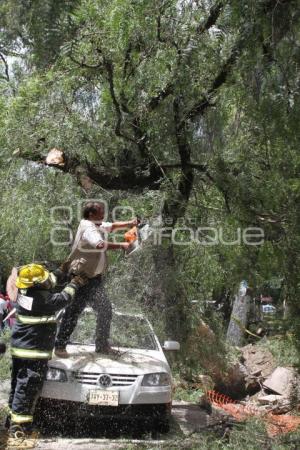 CAÍDA DE UN ÁRBOL. PASEO BRAVO