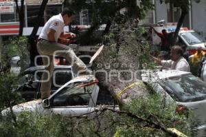 CAÍDA DE UN ÁRBOL. PASEO BRAVO