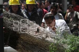 CAÍDA DE UN ÁRBOL. PASEO BRAVO