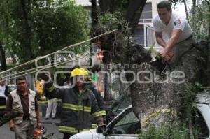 CAÍDA DE UN ÁRBOL. PASEO BRAVO