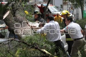 CAÍDA DE UN ÁRBOL. PASEO BRAVO