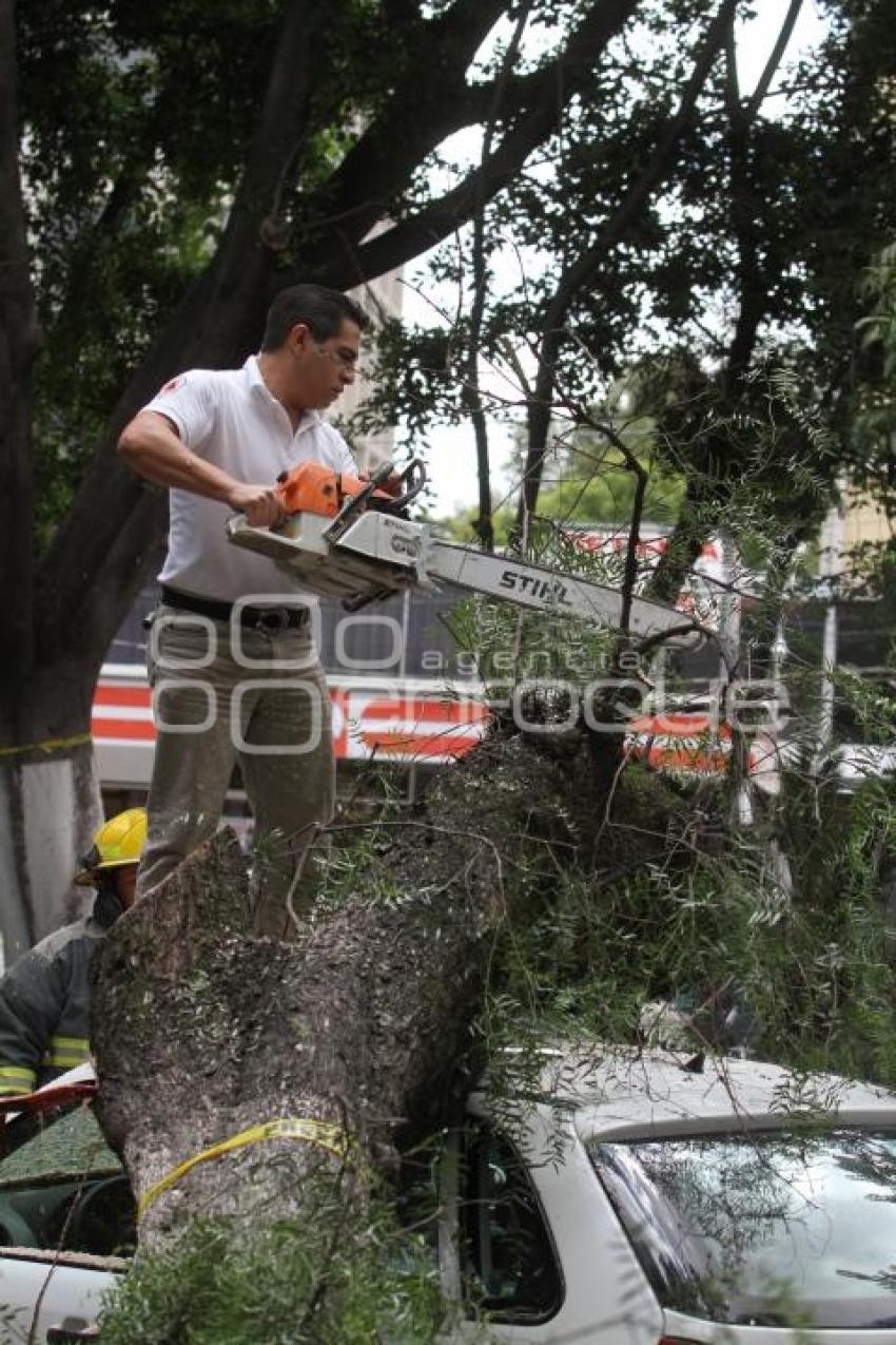 CAÍDA DE UN ÁRBOL. PASEO BRAVO