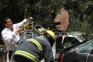 CAÍDA DE UN ÁRBOL. PASEO BRAVO
