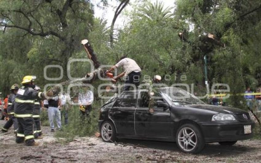 CAÍDA DE UN ÁRBOL. PASEO BRAVO