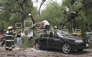 CAÍDA DE UN ÁRBOL. PASEO BRAVO