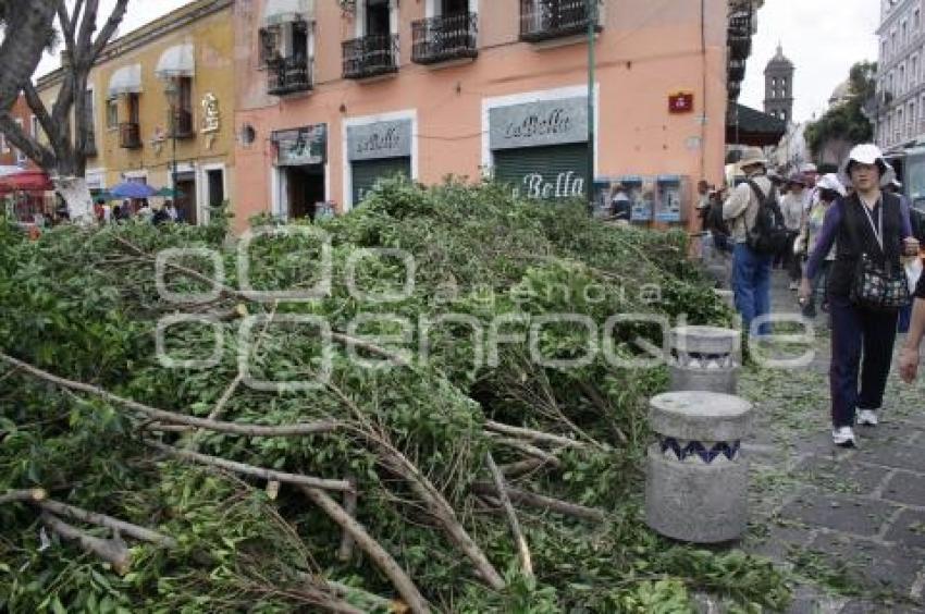 PODA DE ÁRBOLES. PLAZUELA DE LOS SAPOS