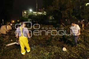 CLIMA . LLUVIAS . CAE ARBOL