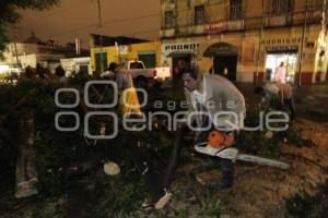 CLIMA . LLUVIAS . CAE ARBOL