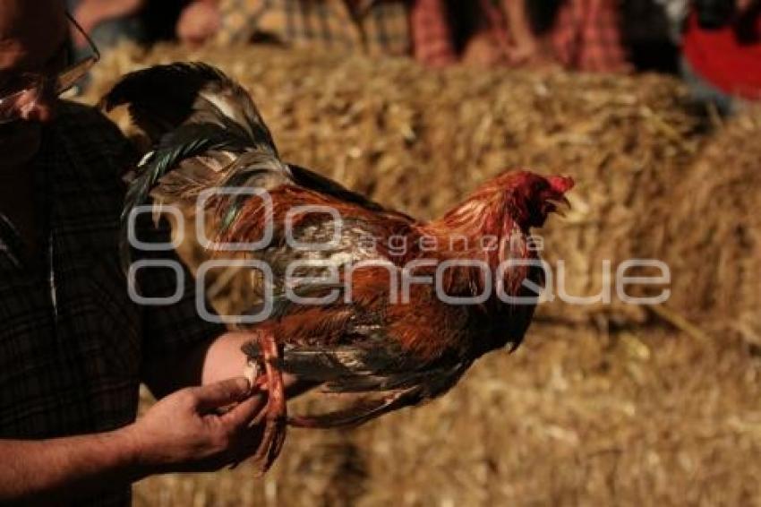 PELEA DE GALLOS. NOCHE MEXICANA