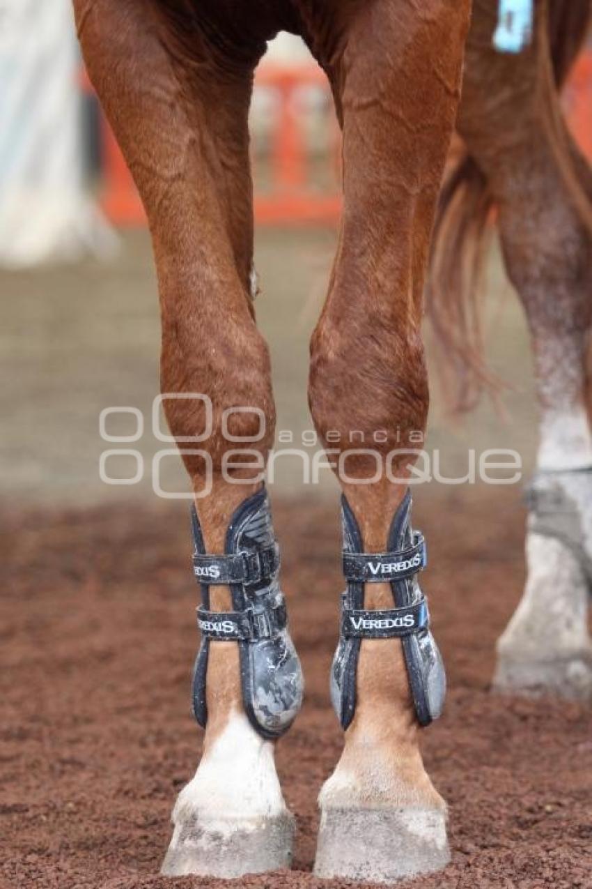 EXHIBICIÓN DE SALTO. FERIA DEL CABALLO