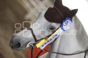 EXHIBICIÓN DE SALTO. FERIA DEL CABALLO