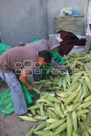 DESCARGA DE CAMION DE ELOTES