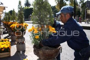 SIEMBRAN FLOR DE MUERTO