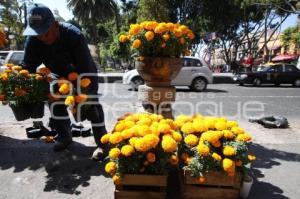 SIEMBRAN FLOR DE MUERTO