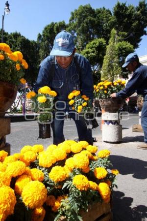 SIEMBRAN FLOR DE MUERTO