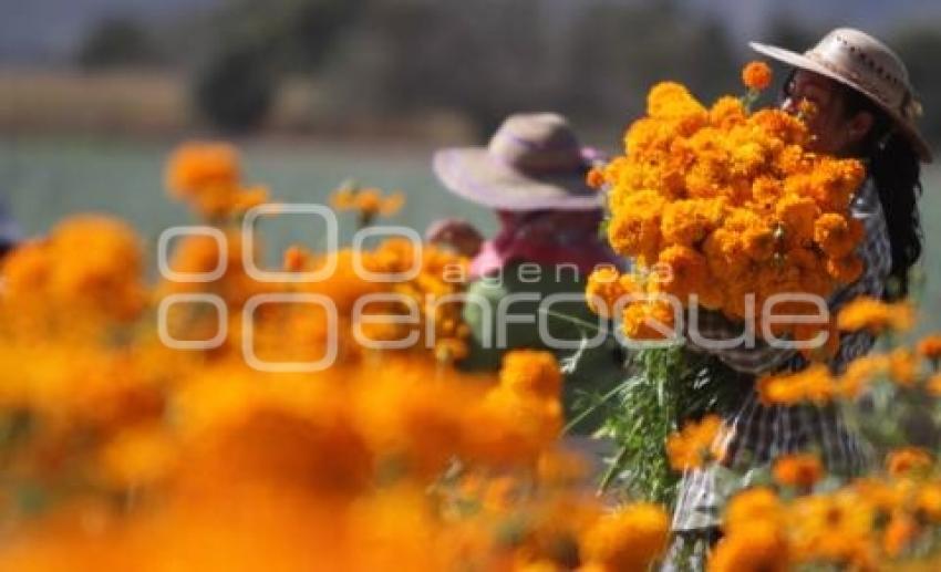 CORTE FLOR DE MUERTO