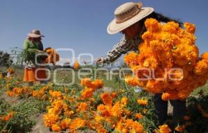 CORTE DE FLOR DE MUERTOS