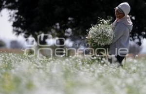 CORTE DE FLOR . NUBE