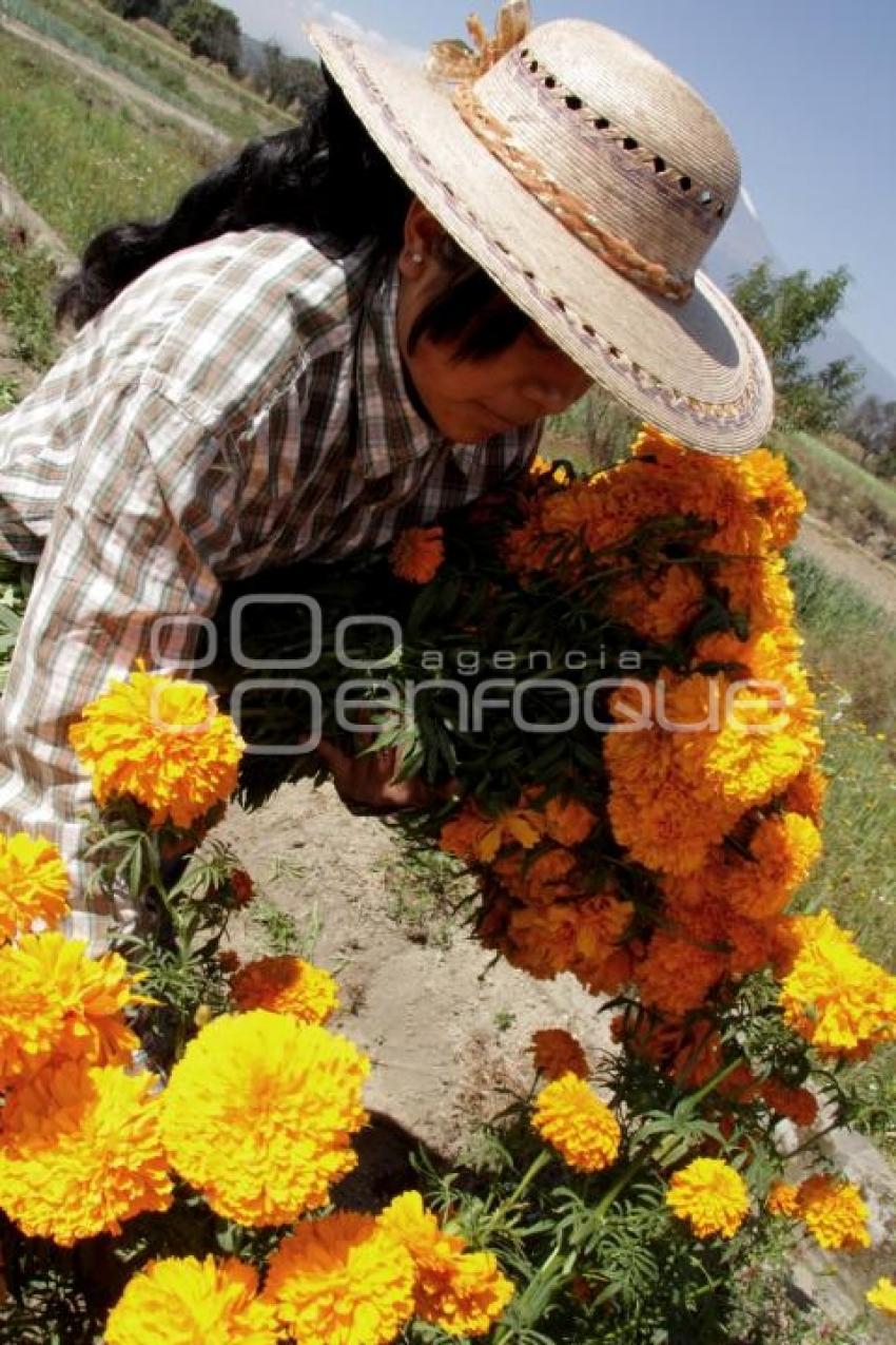 CORTE FLOR DE MUERTO