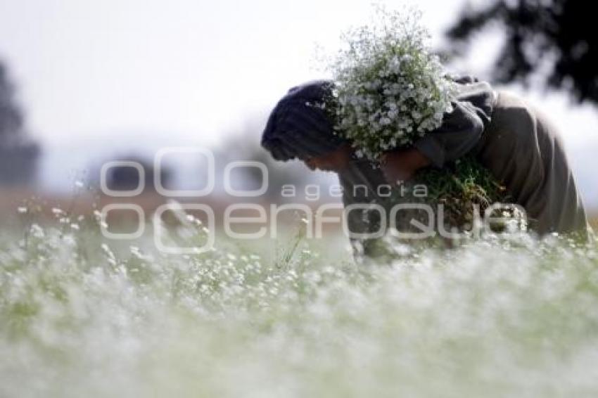 CORTE DE FLOR . NUBE