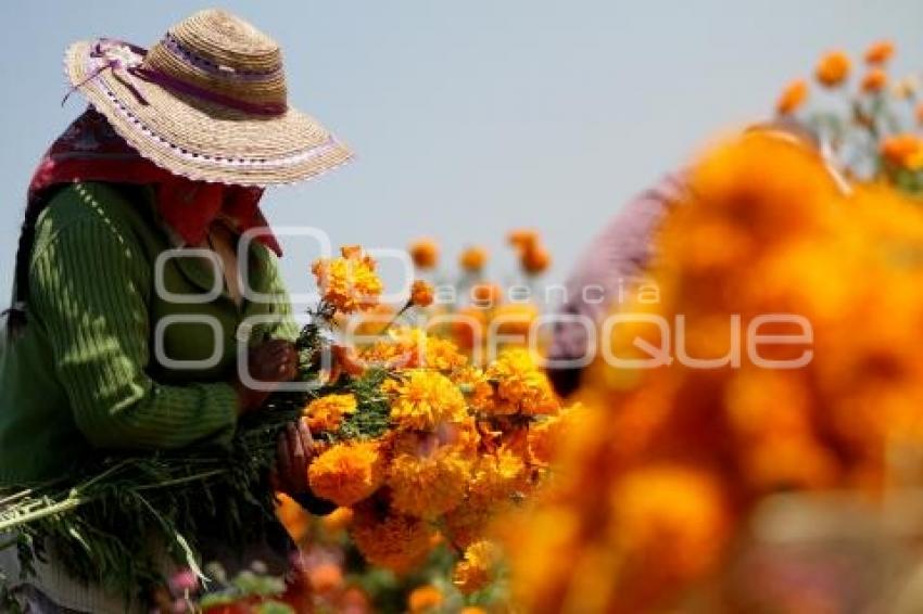 CORTE FLOR DE MUERTO