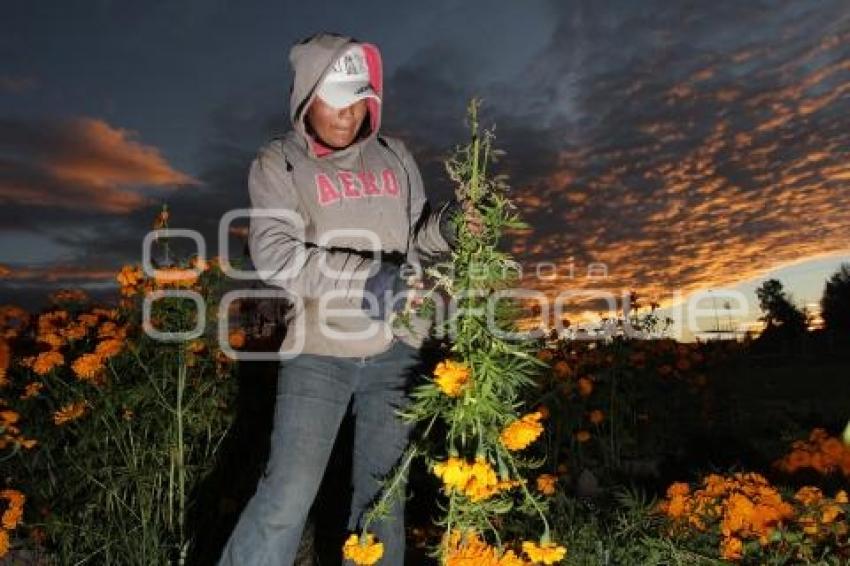 CORTE FLOR DE MUERTO