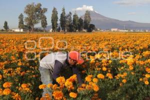 CORTE FLOR DE MUERTO