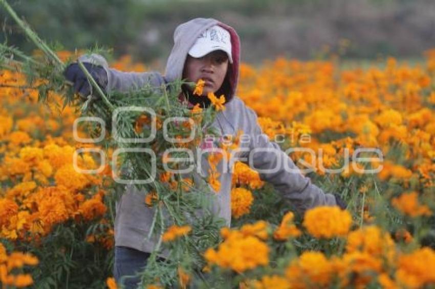 CORTE FLOR DE MUERTO