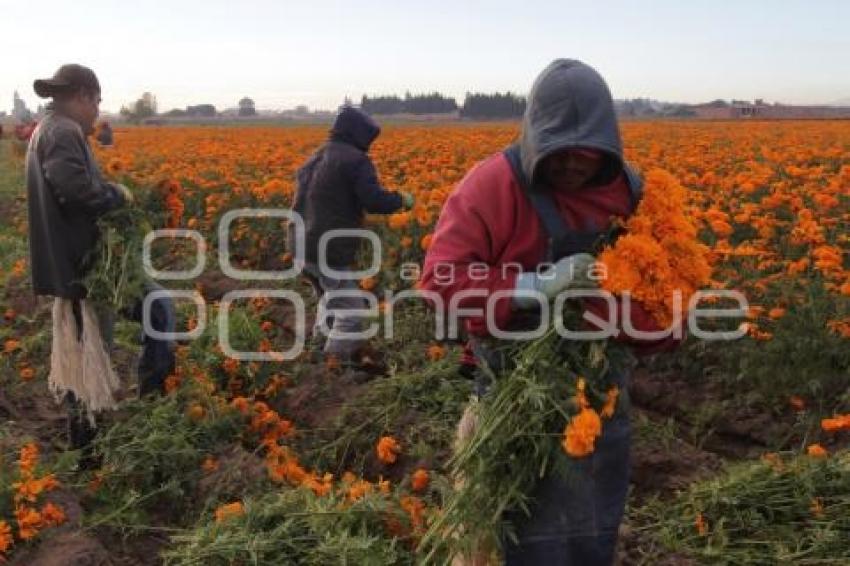 CORTE FLOR DE MUERTO