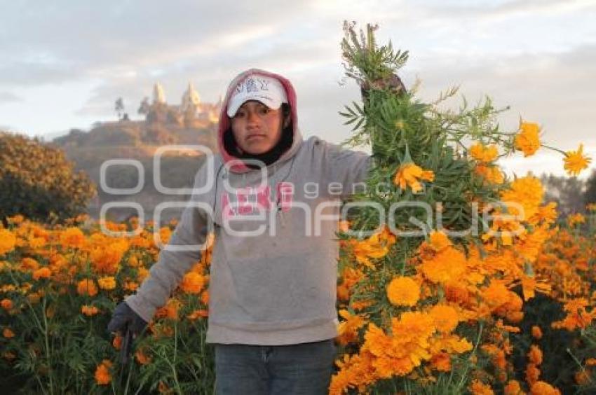 CORTE FLOR DE MUERTO