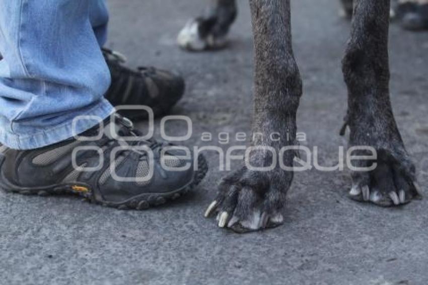 MASCOTAS . PERRO MAS ALTO DEL PAÍS