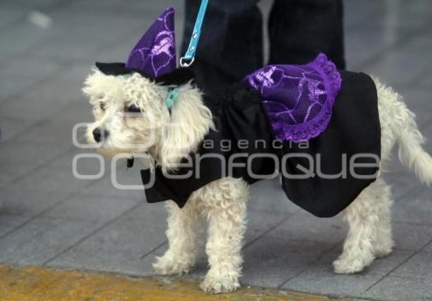 MASCOTAS . CONCURSO DE DISFRACES